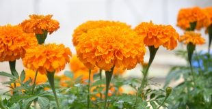 Marigold (Eng)