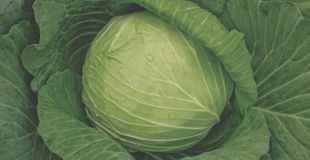 Cabbage