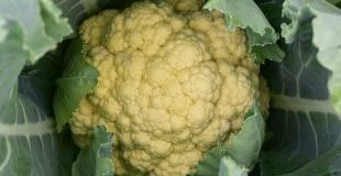 Cauliflower