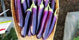 Eggplant