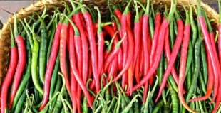 Curly Pepper