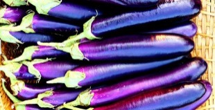 Long Eggplant